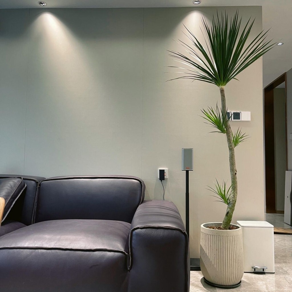 Cây máu rồng, cây ngọc trai đen, cây râu rồng, cây xanh lớn hai lớp nhiều đầu, cây xanh trong nhà ng