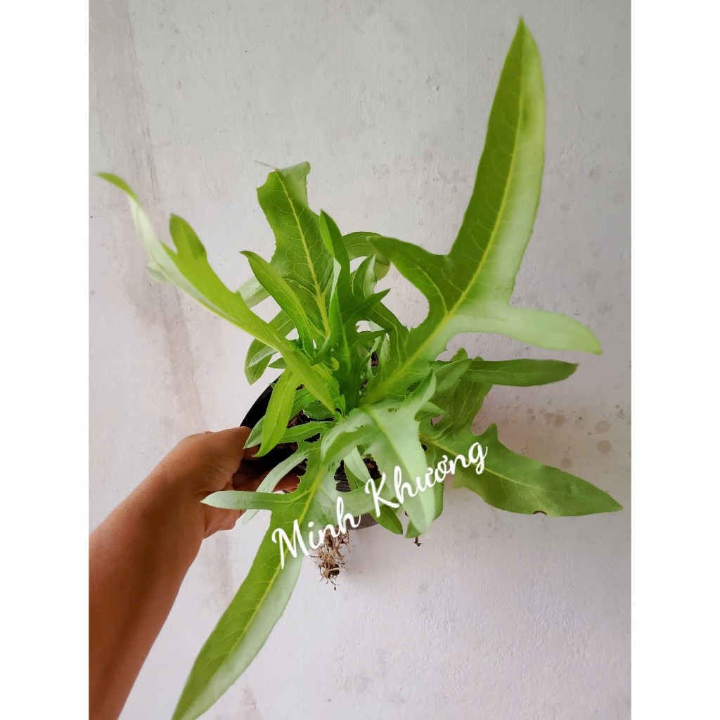Chậu bồ công anh xanh,cắt tỉa lá dùng dần-Bối Bối Farm
