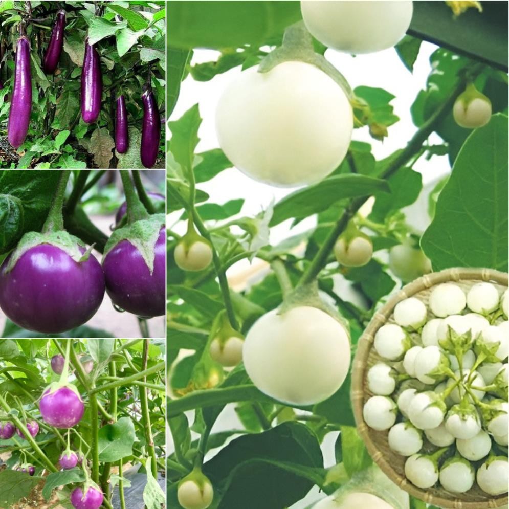 Hạt Giống Cà – Cà Tím Dài, Cà Tròn, Cà Pháo – Chất Lượng Cao, Năng Suất Tốt hàng cty