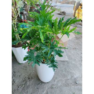 Chậu Trầu Bà Thanh Xuân 1m
