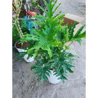 Chậu Trầu Bà Thanh Xuân 1m