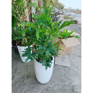 Chậu Trầu Bà Thanh Xuân 1m