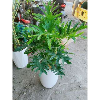 Chậu Trầu Bà Thanh Xuân 1m