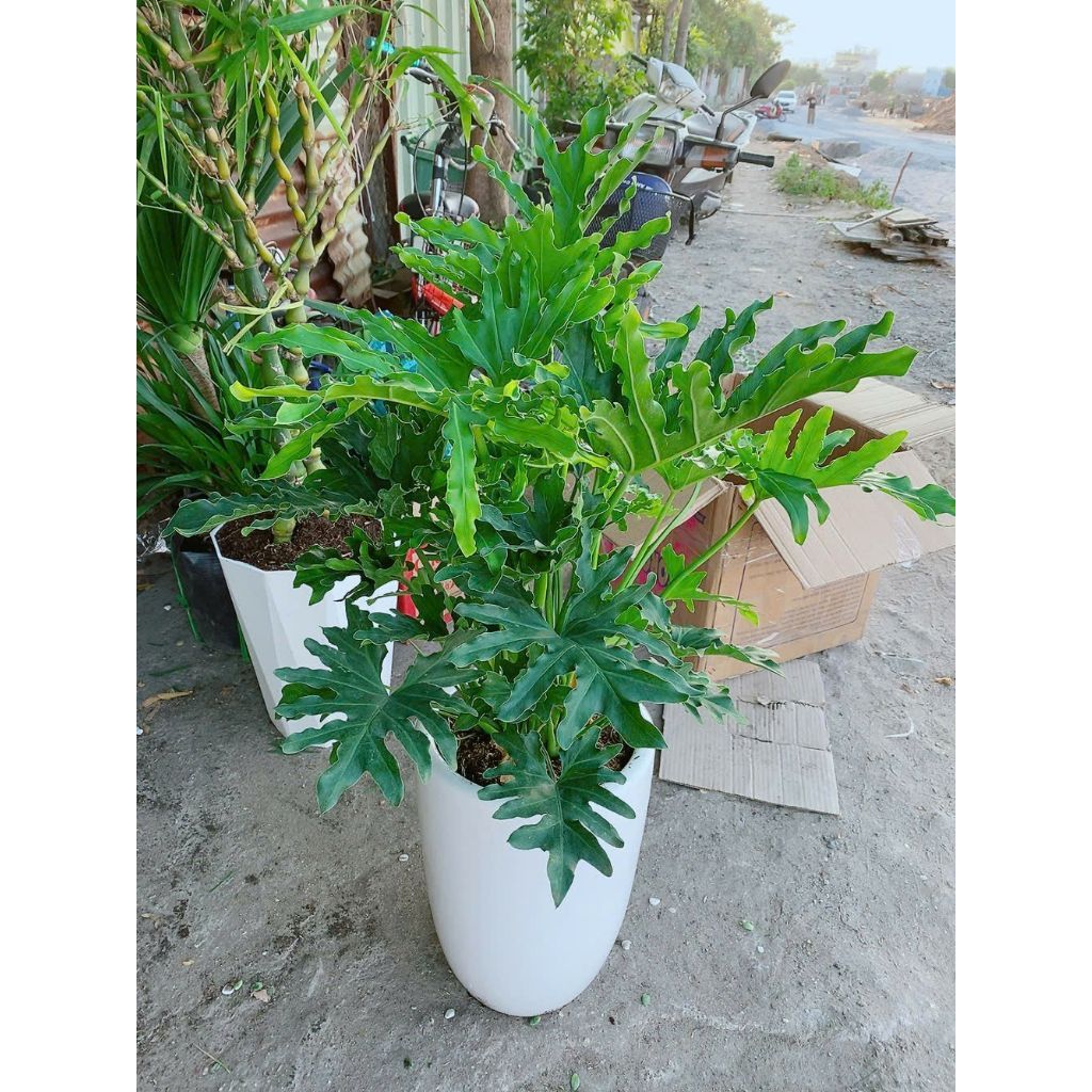 Chậu Trầu Bà Thanh Xuân 1m