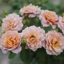 Hoa hồng B ụi Iori rose- Hoa hồng B ụi Iori rose - hoa chùm tiểu thư mới nổi-melinhrose