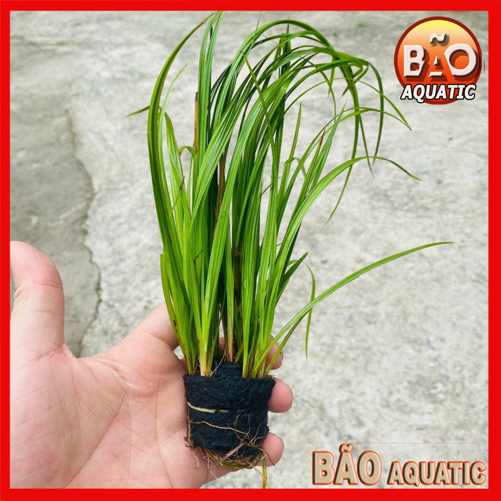 Cỏ Narong [Cây Thủy Sinh]