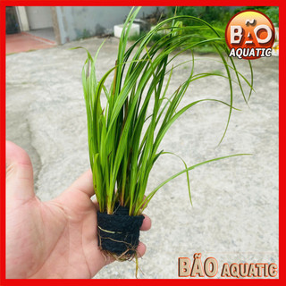 Cỏ Narong [Cây Thủy Sinh]
