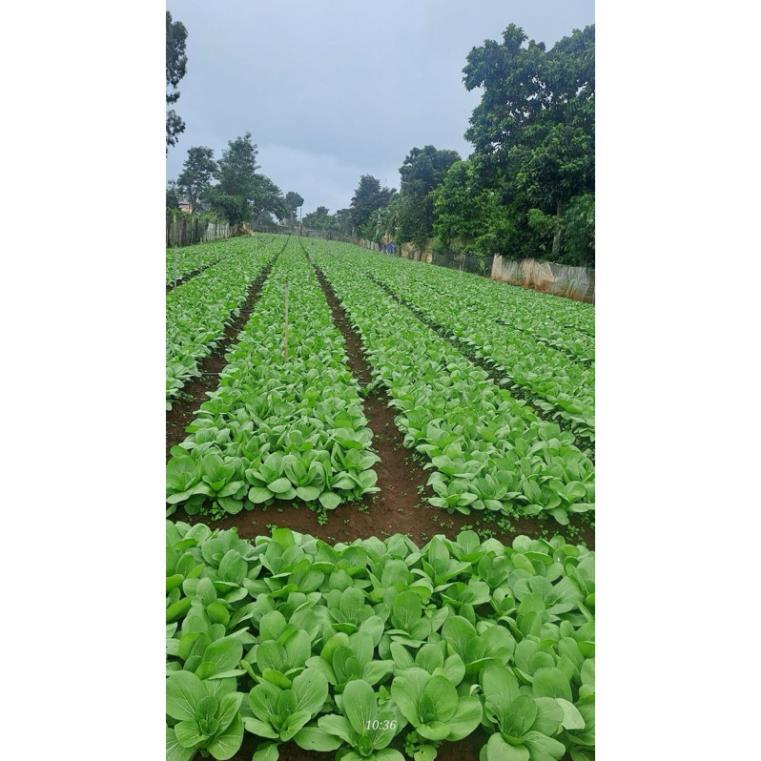 Gói 10 gram Hạt Giống Rau Cải Thìa/ Cải Chip ( cải thìa xanh)