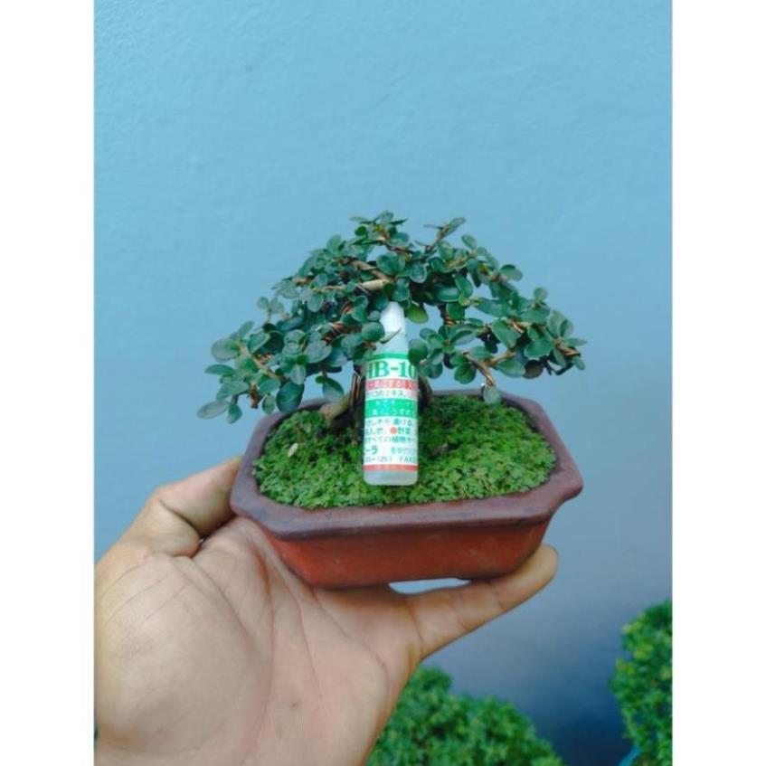 Siêu phẩm tăng trưởng sinh học Hb-101 Nhật bản 6cc (1 lọ) ra rễ mạnh, phục hồi cây suy yếu