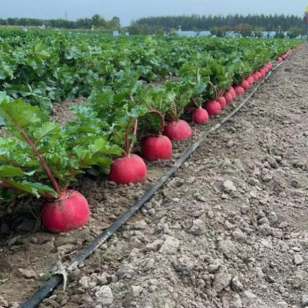 Xanh Seeds- Hạt Giống Củ Cải Thần Tài F1  (1,6-1,7kg) - Gói 100 Hạt - GM  99%