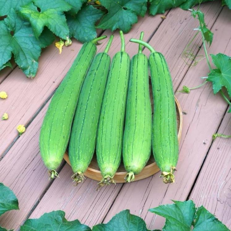Xanh Seeds- 10 Hạt Giống Mướp Hương Da Xanh Thái Lan (Mướp hương 7 lá)  - GM 90%