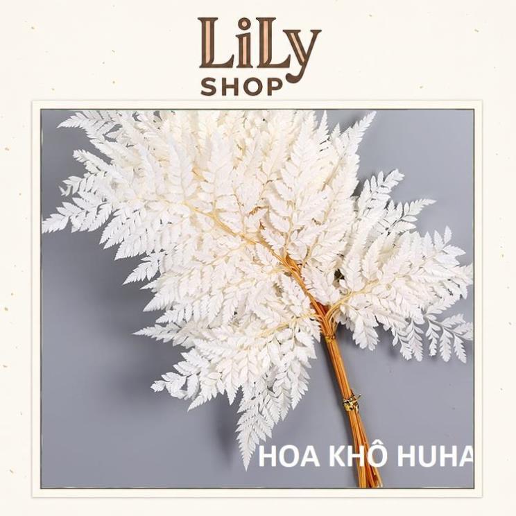 LÁ DƯƠNG XỈ ƯỚP KHÔ DECOR, TRANG TRÍ, CHỤP ẢNH STUDIO (1 LÁ TO) hhh LILY SHOP