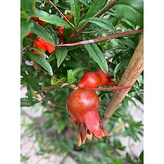 Cây 🌲 Lựu ấn độ đang hoa đang trái