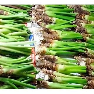 3 củ cây ráy voi