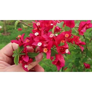 Cây Hoa Giấy Đủ Màu- tặng kèm phân bón