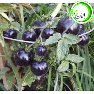 Hạt giống cà chua cherry đen