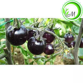 Hạt giống cà chua cherry đen