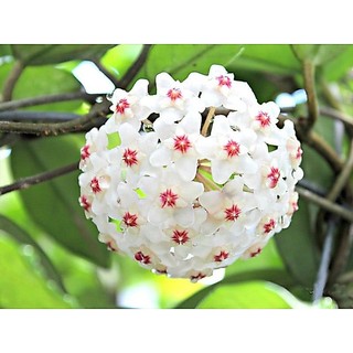 Lan cẩm cù nhiều màu (gửi ngẫu nhiên màu)