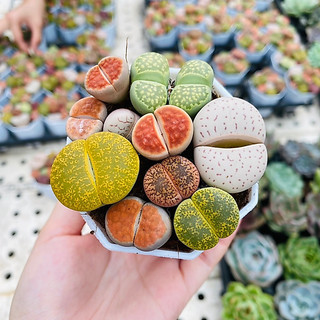 Chậu mix 10-12 cây lithops, thạch lan, sen mông (ảnh thật của shop)