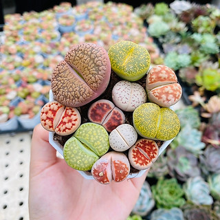 Chậu mix 10-12 cây lithops, thạch lan, sen mông (ảnh thật của shop)