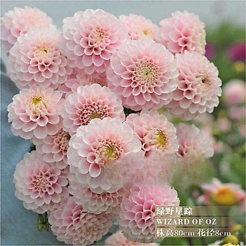 Hoa Hà Lan Dahlia Khoai Tây Ngọt Hoa Trồng Quả Bóng Dahlia Rễ Bóng Năm Tuổi Hoa