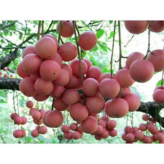 CÂY DÂU DA  ( DÂU DA ĐẤT)
