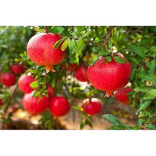 CÂY GIỐNG LỰU ĐỎ HẠT MỀM