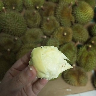 [ Trái] Sầu Thái Dona mini