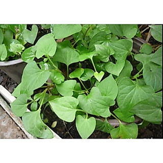 Hạt giống rau diếp cá - 50 hạt