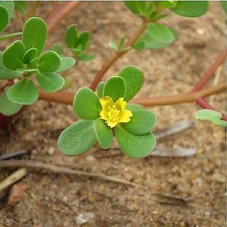 Hạt Giống Rau Sam Đất - 1Gram = 1600 hạt