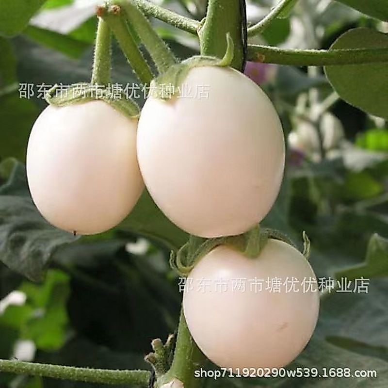 Bán chạy Giao hàng tức thì Hạt cà tím Hạt giống cà tím trắng Hạt giống cà tròn giống cà bốn mùa Chậu