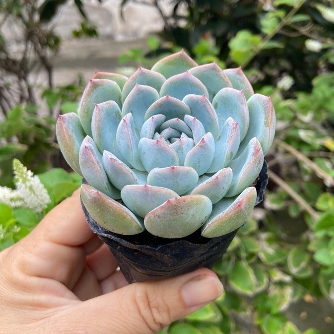 sen đá size bầu