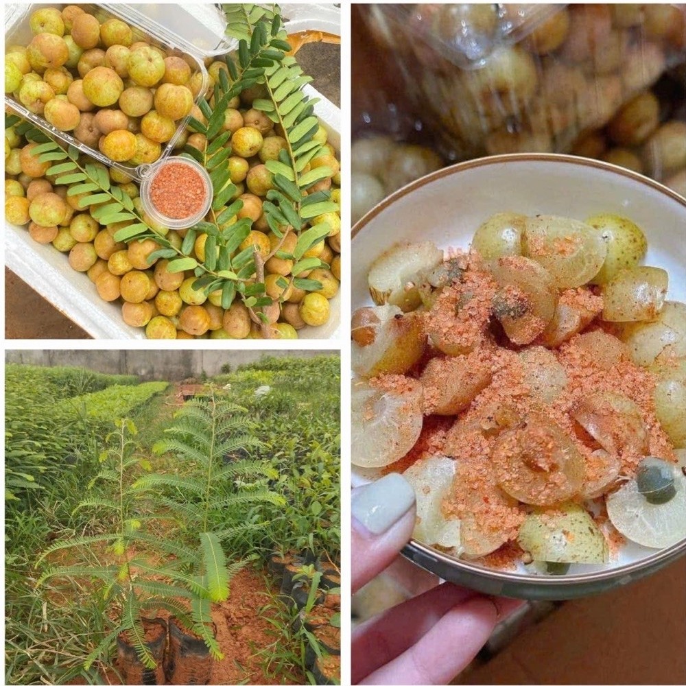 CÂY GIỐNG MẮC KHAM (me rừng) vị đôc đáo của núi rừng