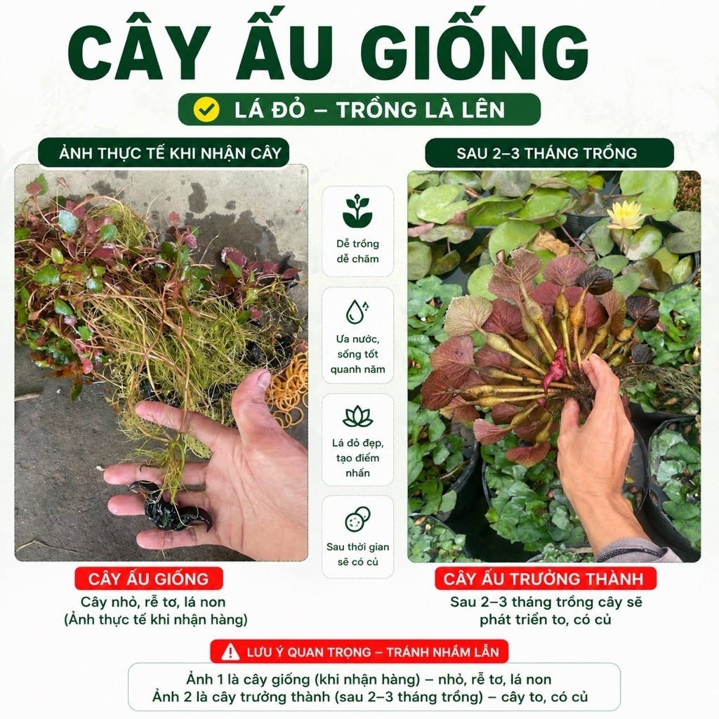 Cây ấu giống - trồng để lấy củ ăn - trồng thủy sinh đều được - giá sỉ tại vườnq