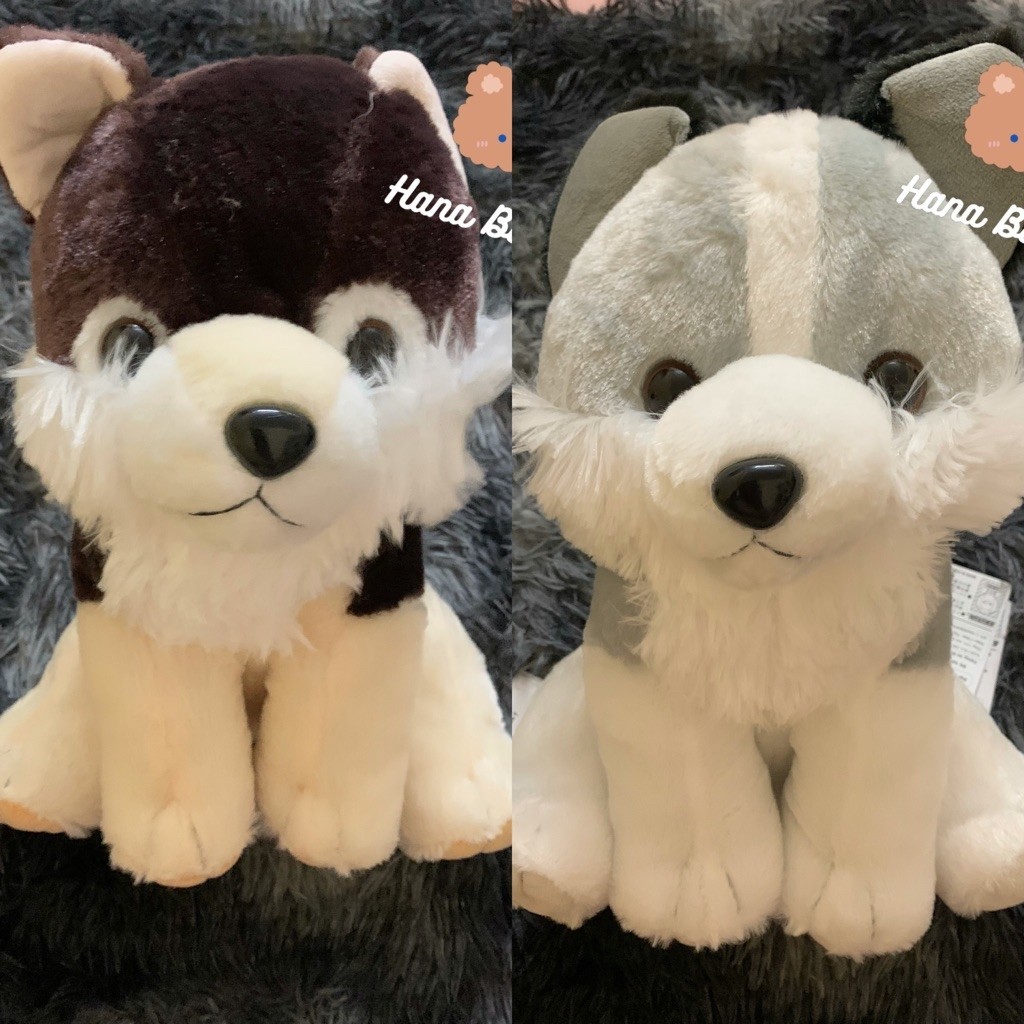 [CHÍNH HÃNG AMUSE ] Gấu Bông Chó Husky AMUSE – Gấu Bông Husky Mềm Mịn Dễ Thương | Sưu Tầm & Decor