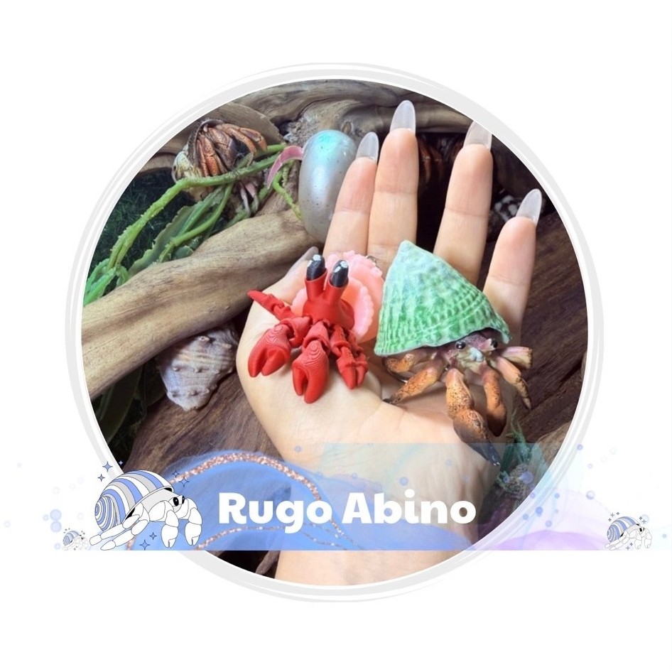 Phụ Kiện Vỏ Ốc Rugo Abino Trang Trí Hồ Kính