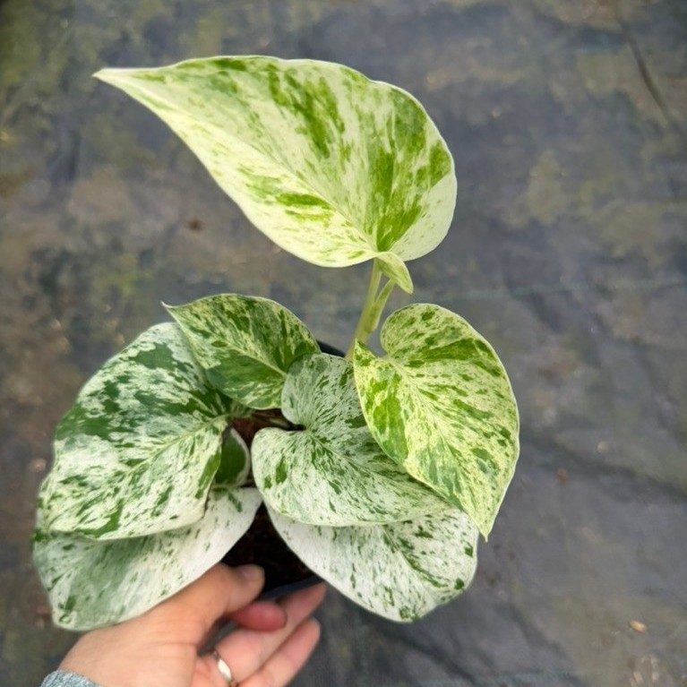 Chậu Cây giống Trầu bà sữa ( Mable queen) nhỏ xinh