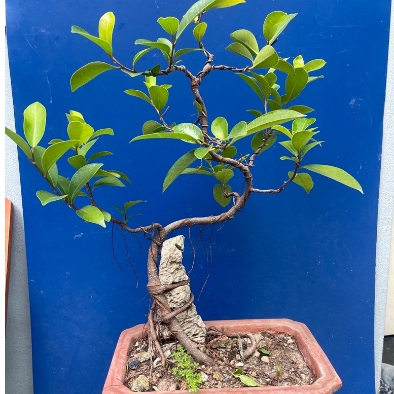 cây si bonsai mini đã thuần chậu