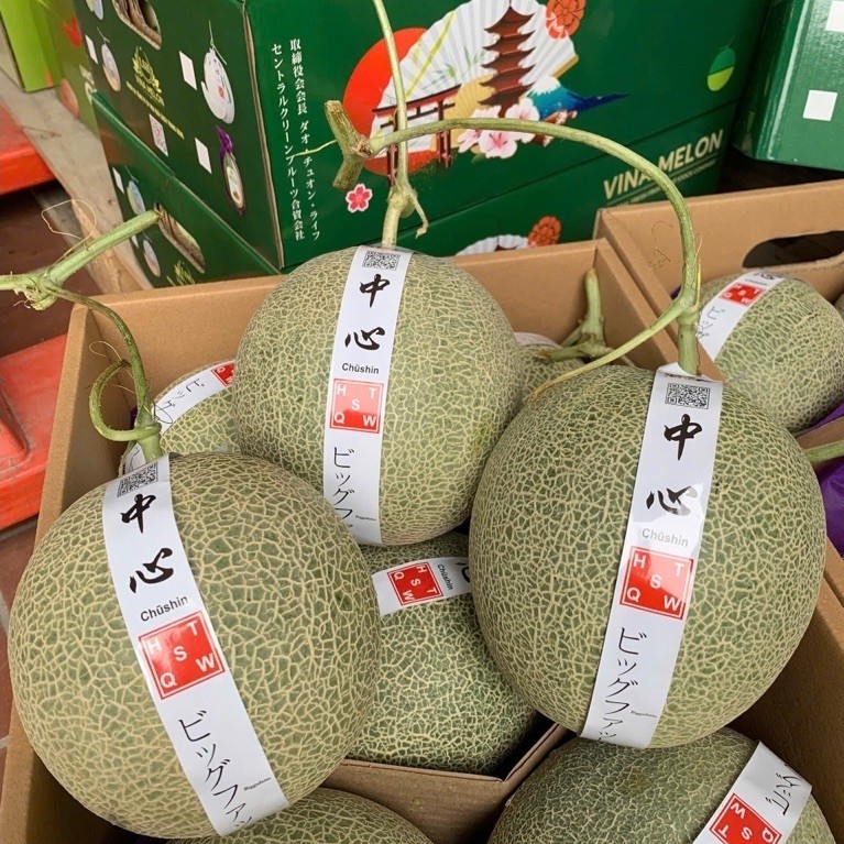 DƯA LƯỚI ICHIBA RUỘT CAM 🇻🇳 BÀY LỄ LÊN GIỎ SIÊU XINH