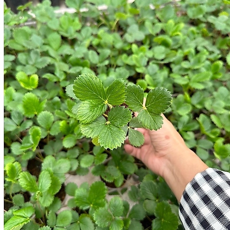 combo 5 mô dâu tây Nhật oishii siêu ngọt, siêu khoẻ, sai trái