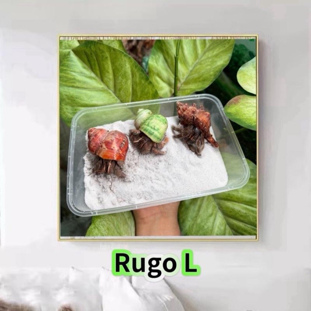Khung tranh Rugo có nhiều size để lựa chọn, màu sắc tươi sáng sống động.