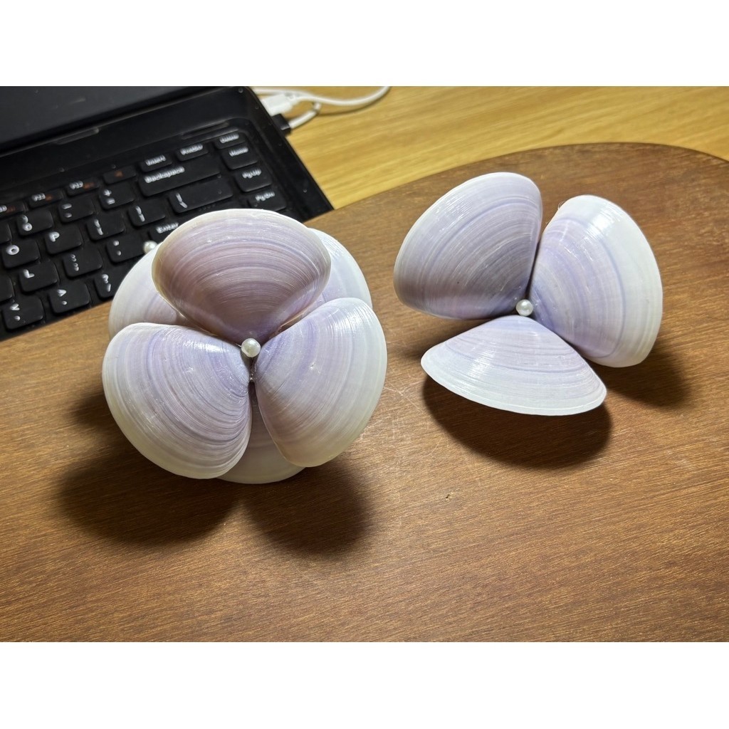 Hoa sò - ngao giấy - hàng y hình