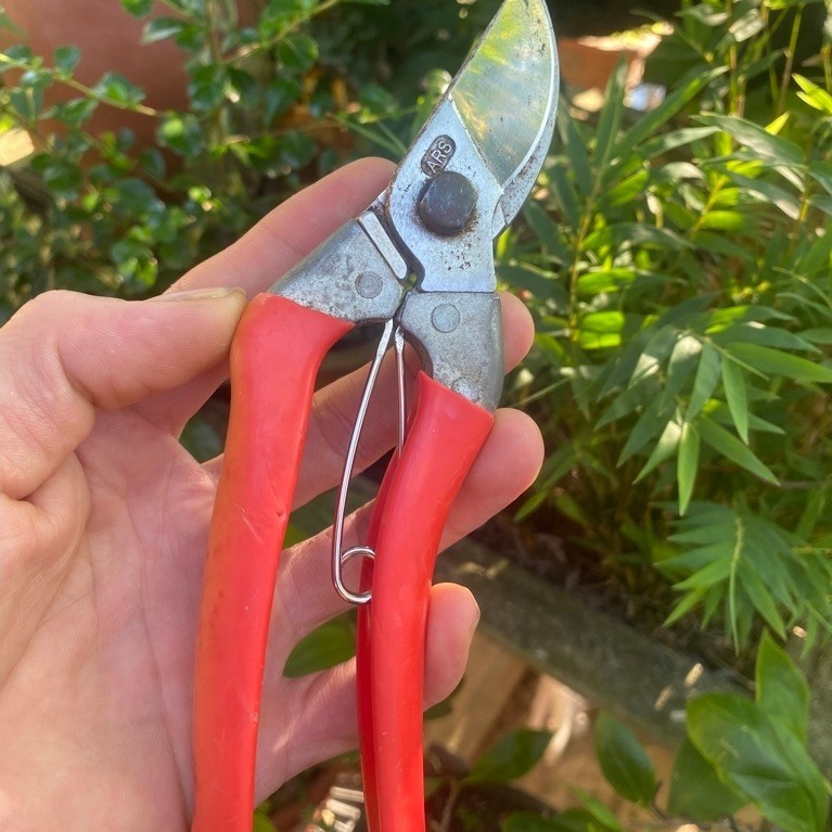 kéo cắt cành ARS v7 nội địa nhật bản dài 18,5cm