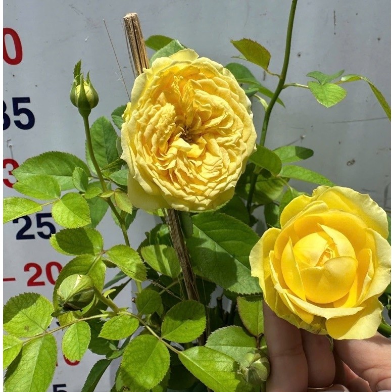 Cây hoa hồng Catalina