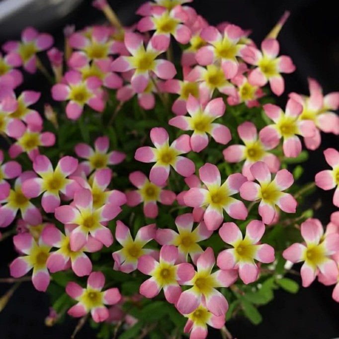 [010926.7] Set 3 củ Candy box lychee