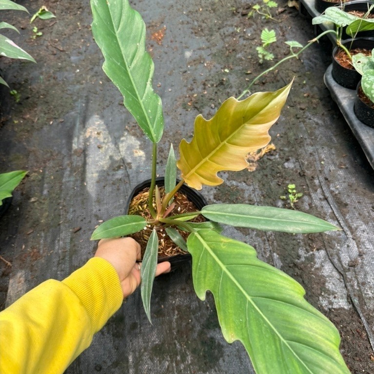 chậu Philodendron caramel cây size vừa khỏe đẹp