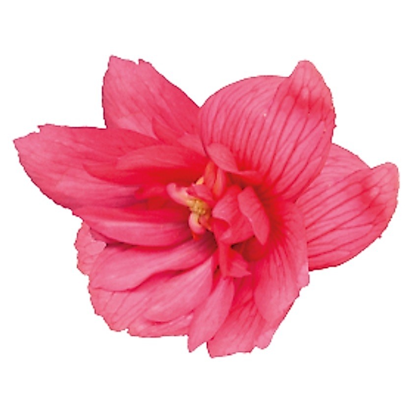 25H Hạt Giống Hoa Thu Hải Đường Kép Rủ FUNKY Pink (KD| -KD: C17)
