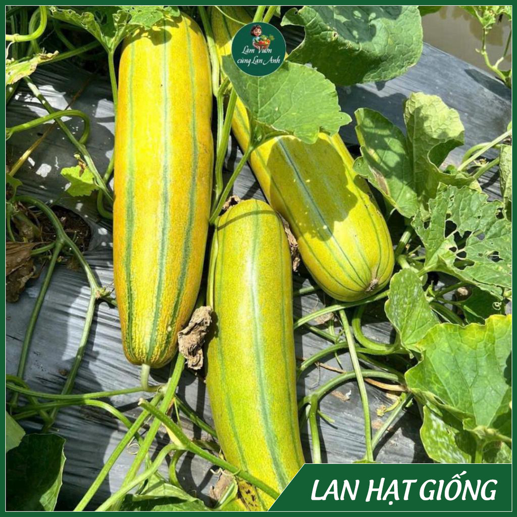 Hạt Giống Dưa Gang Trái Dài (Gói 5g) Thơm Ngon, Dễ Trồng, Năng Suất Cao