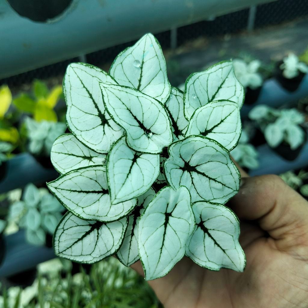 Môn trắng thái mini (chậu c2)( chậu nhiều thân)