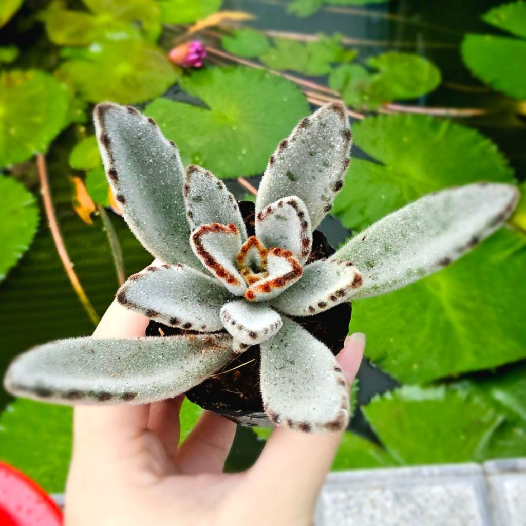 Sen Đá Nhung Panda Size Bầu 6-7cm - Lông Mịn Độc Đáo, Xinh Xắn - Mầm Nắng Garden

